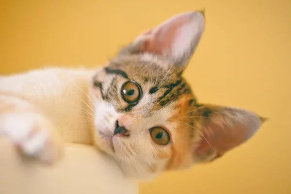 Decifrando a saúde dos felinos: Leucemia vs. Infeção pelo Vírus da Leucemia - Um Guia Abrangente