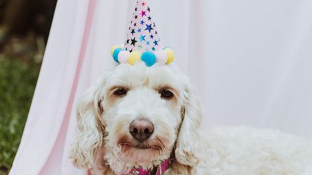 A GIA pode ser curada em animais de estimação?