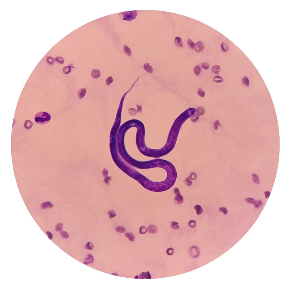 Parasitas que raramente são detectados na criação de cães - Heartworm